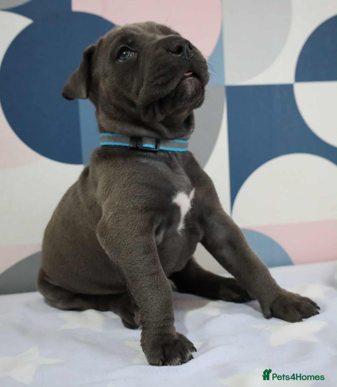 Mixed Breed dogs for sale: American bulldog mix puppy - Image 4