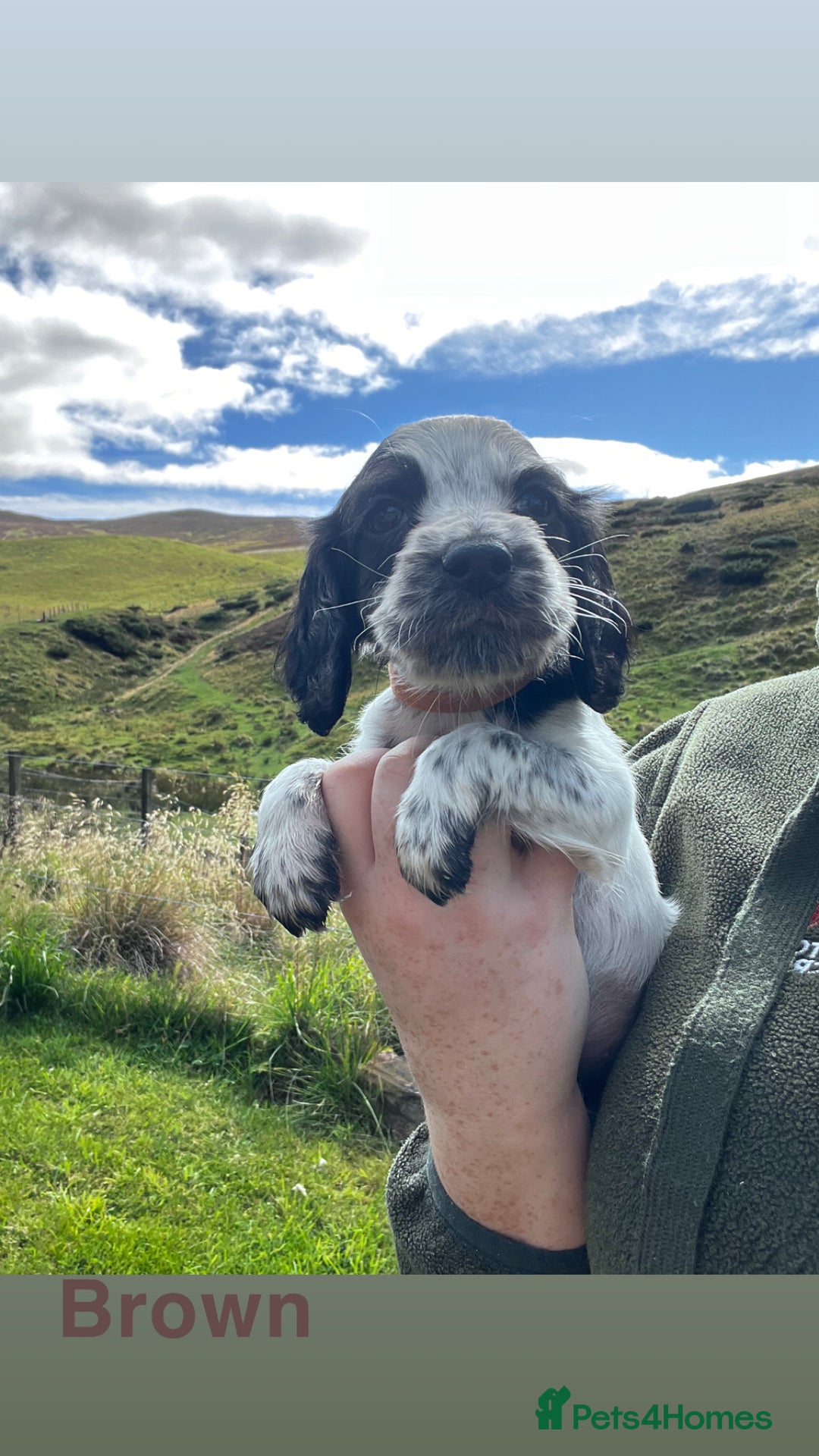 Cocker Spaniel dogs for sale: Cocker Spaniel Puppies  - Image 6