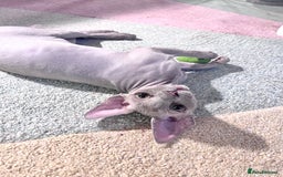 Devon Rex cats for sale: Last boy! 5 generation lilac boy! - Image 5