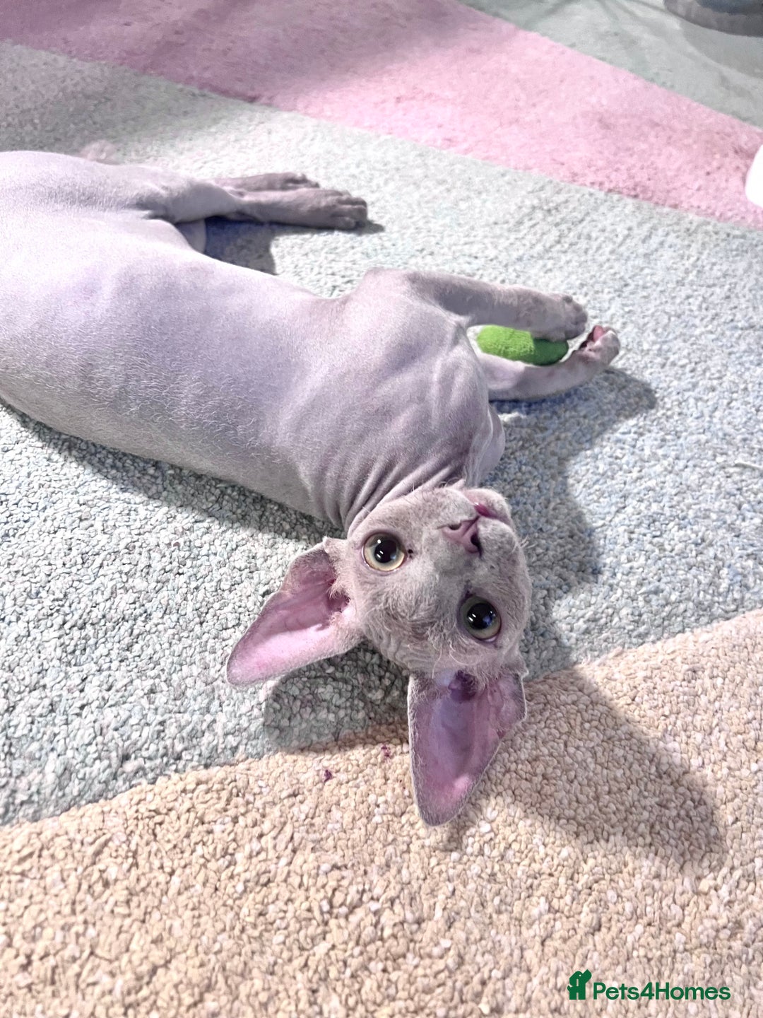Devon Rex cats for sale: Last boy! 5 generation lilac boy! - Image 5