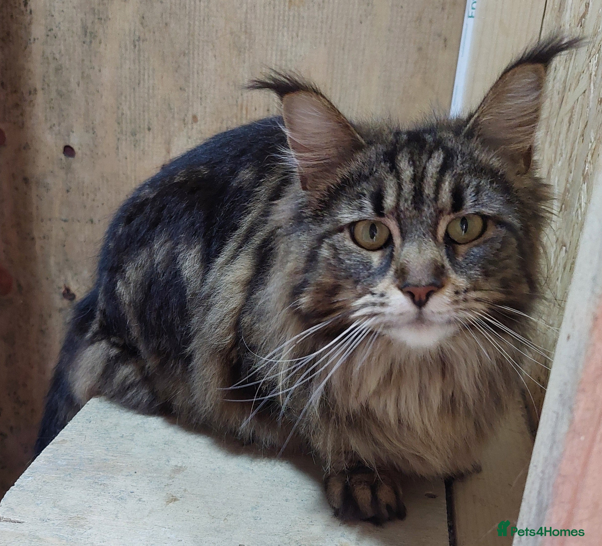 Maine Coon cats TICA REGISTERED FEMALE AVAILABLE  - Advert 1