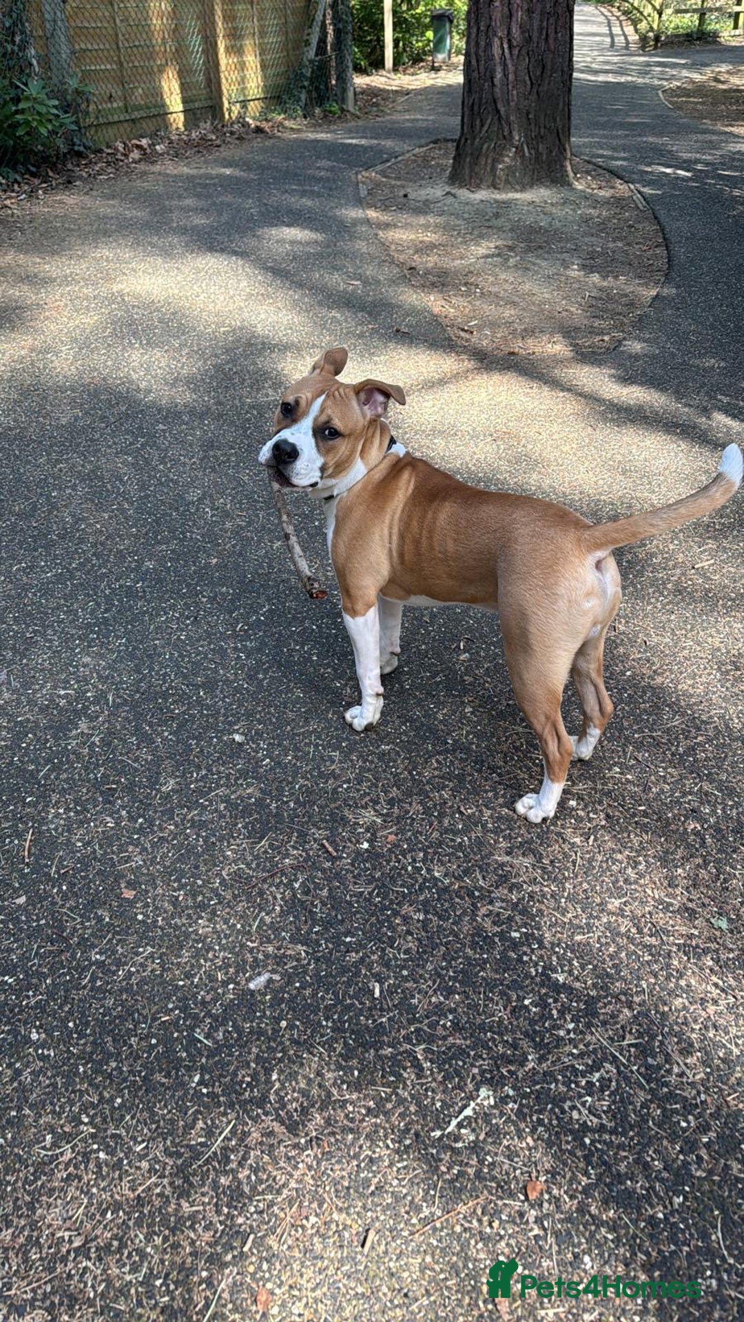 Staffordshire Bull Terrier dogs for sale: staffy for sale  - Image 10
