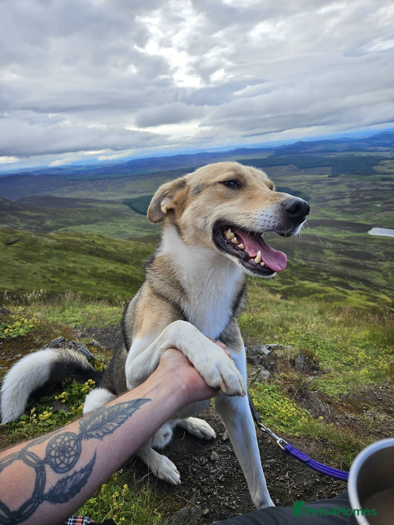 Mixed Breed dogs Meet Greisho – the cuddly adventure‑lover - Advert 1