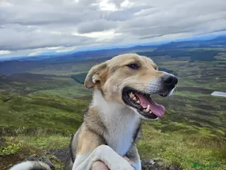 Mixed Breed dogs Meet Greisho – the cuddly adventure‑lover - Advert 1