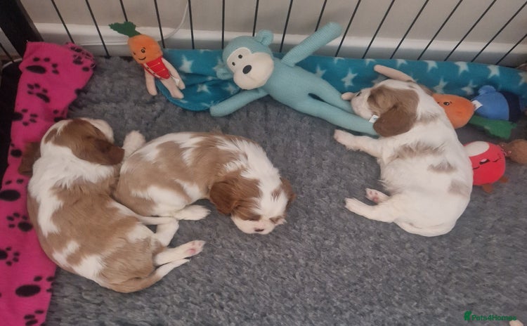 Cavalier King Charles Spaniel dogs 3 Stunning Blenheim Cavalier King Charles Puppies - Advert 11