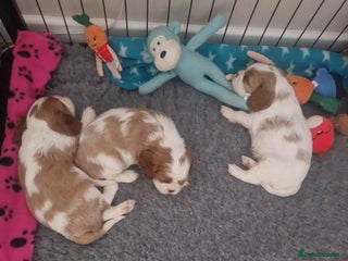 Cavalier King Charles Spaniel dogs 3 Stunning Blenheim Cavalier King Charles Puppies - Advert 8