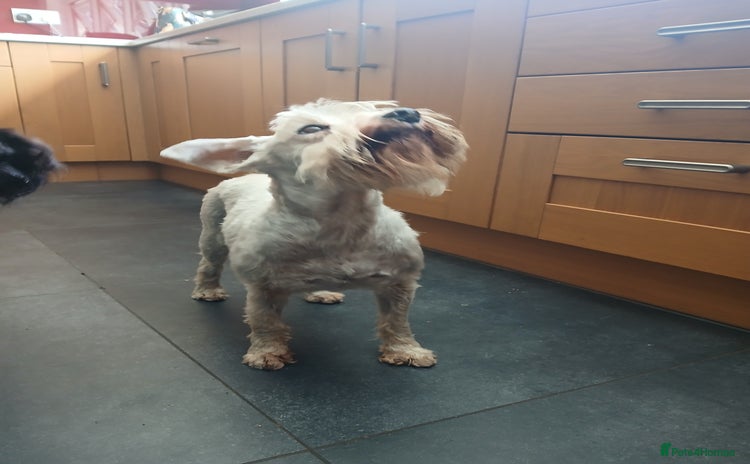 Miniature Schnauzer dogs in Dorchester - Advert 3