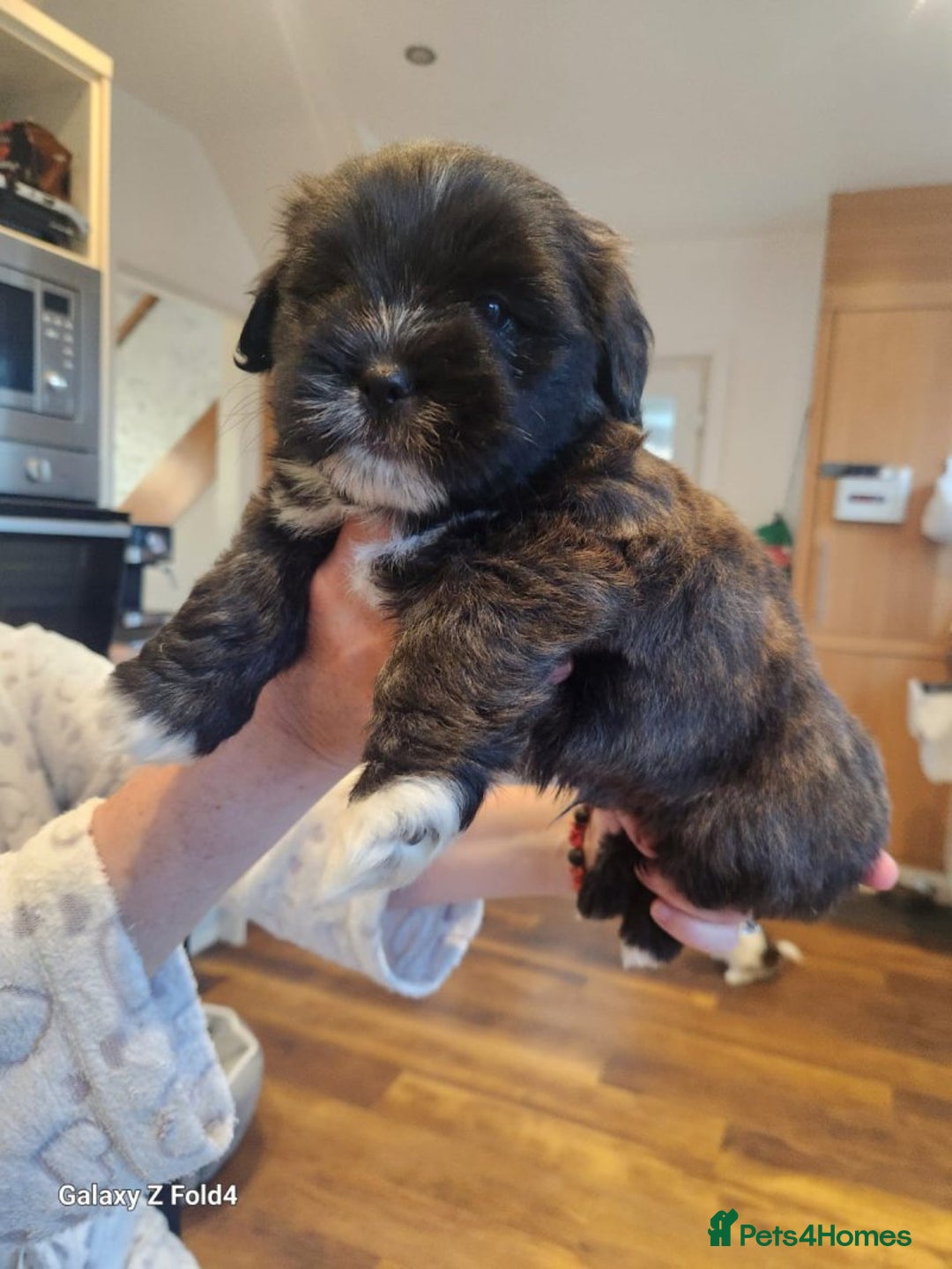 Lhasa Apso dogs for sale: Lhasa apso for sale - Image 4