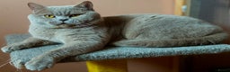 British Shorthair cats for stud: Stunning lilac boy for stud, active GCCF andTICA! in Mansfield - Advert 5