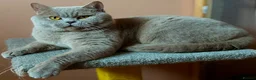 British Shorthair cats for stud: Stunning lilac boy for stud, active GCCF andTICA! in Mansfield - Advert 6
