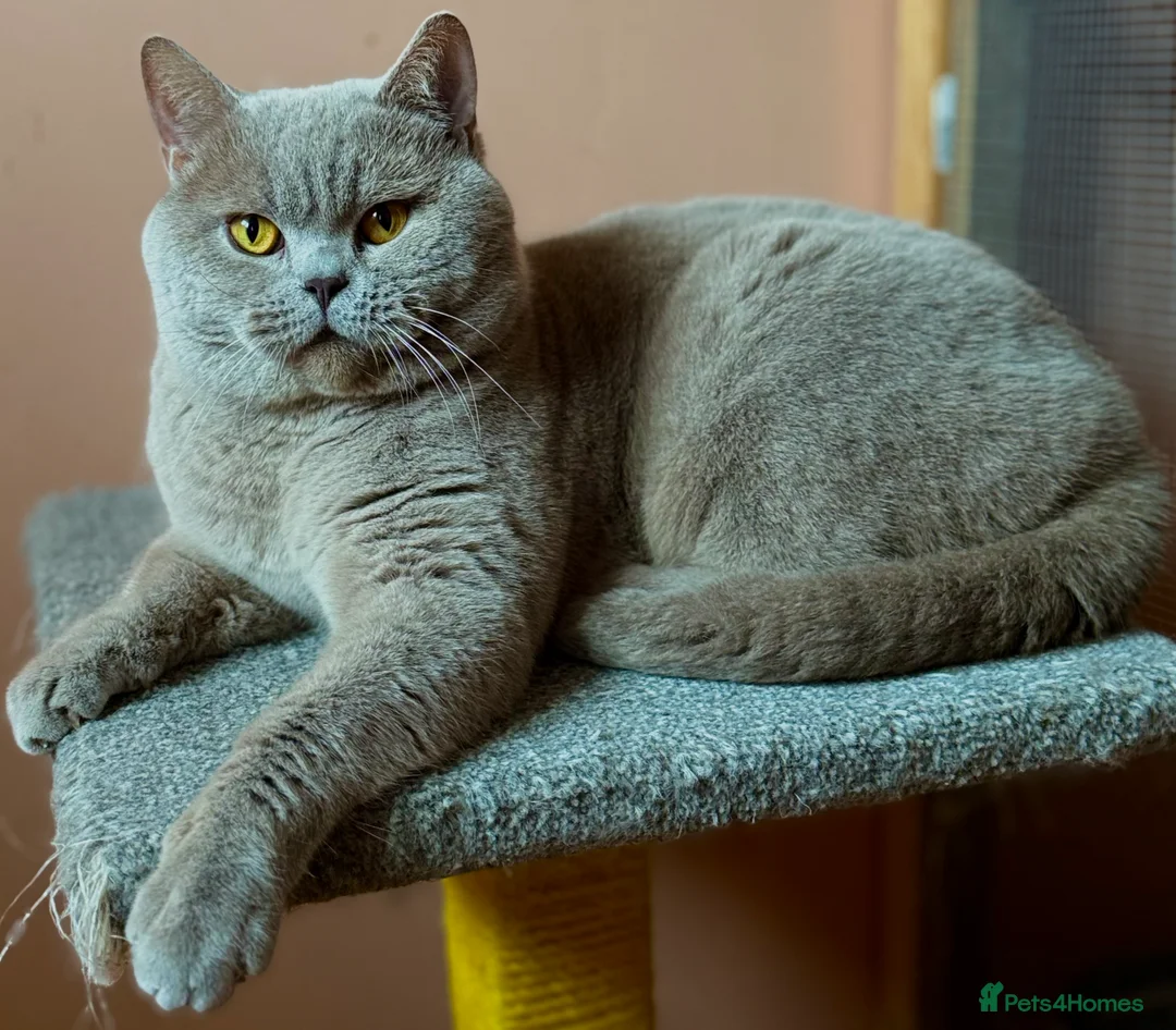 British Shorthair cats for stud: Stunning lilac boy for stud, active GCCF andTICA! in Mansfield - Advert 6