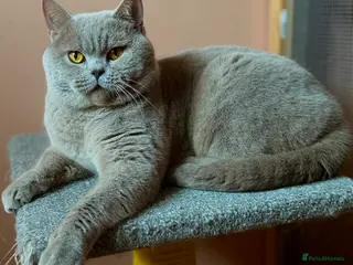 British Shorthair cats Stunning lilac boy for stud, active GCCF andTICA! - Advert 12
