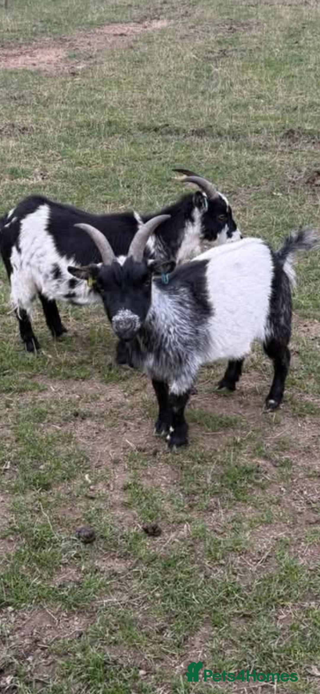 Goats livestock for sale: 2 Pygmys  - Image 1