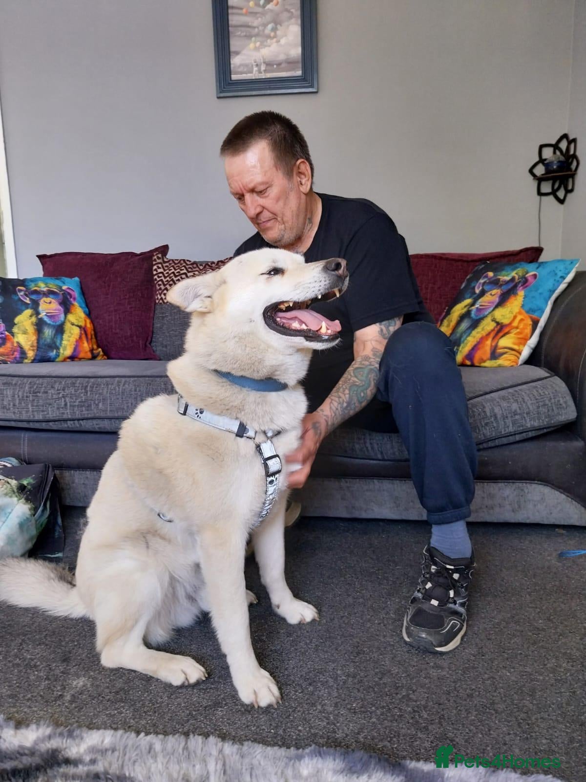 Mixed Breed dogs FIVOS An older Gent loving life - Advert 1