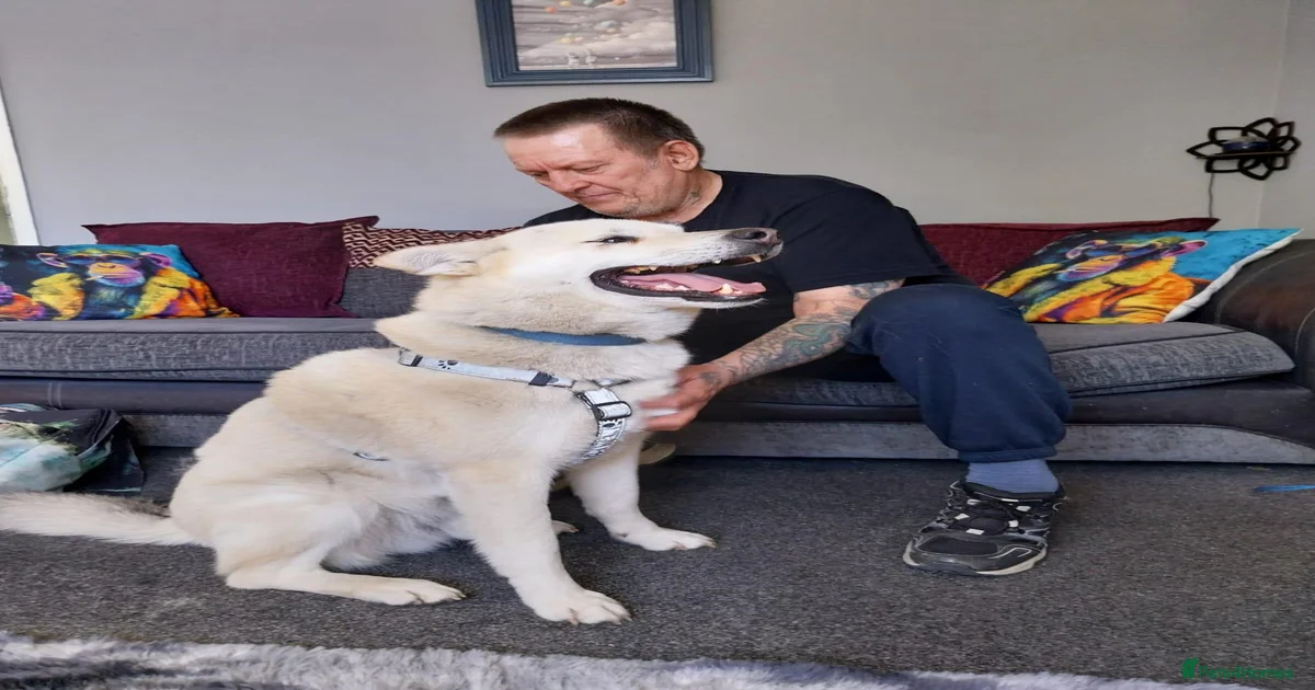 Foster Dogs for adoption | Pets4Homes