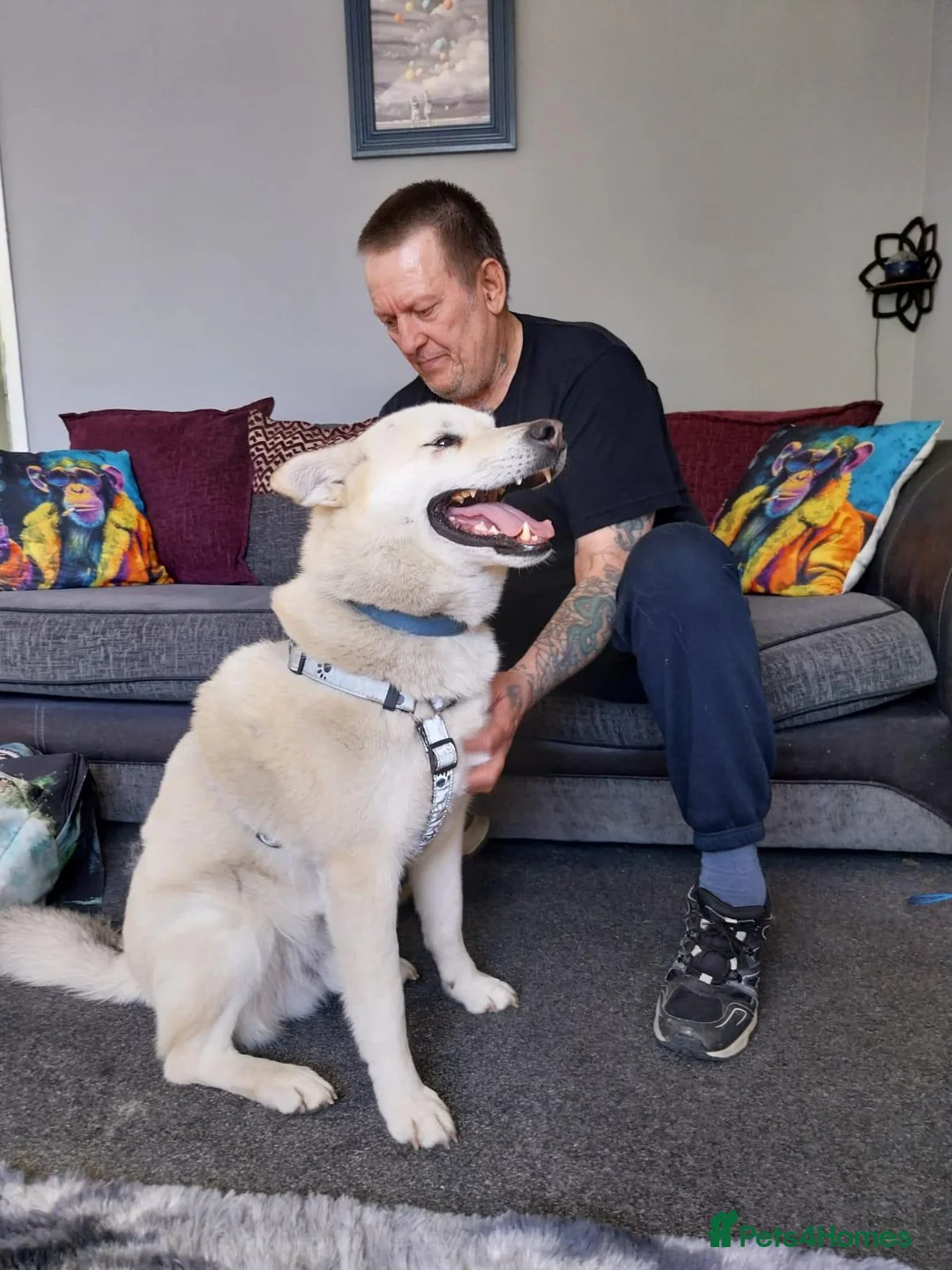 Mixed Breed dogs for adoption: FIVOS An older Gent loving life in Norwich - Advert 1