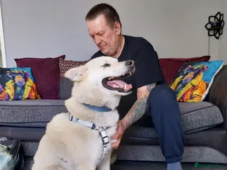 Mixed Breed dogs FIVOS An older Gent loving life - Advert 1