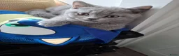 British Shorthair cats for sale: Quality Chunky BSH one boy one girl available  - Advert 12