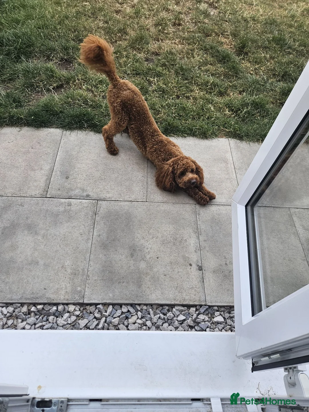 Cavapoo dogs for sale: 14 Month Old Male Cavapoo Looking for Forever Home in Mansfield - Advert 4