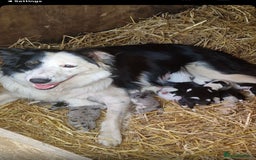 Border Collie dogs for sale: Blue Merle/ black and white border collie puppies - Image 1