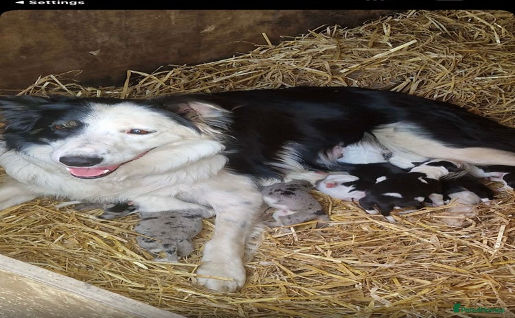 Border Collie dogs - Advert 2