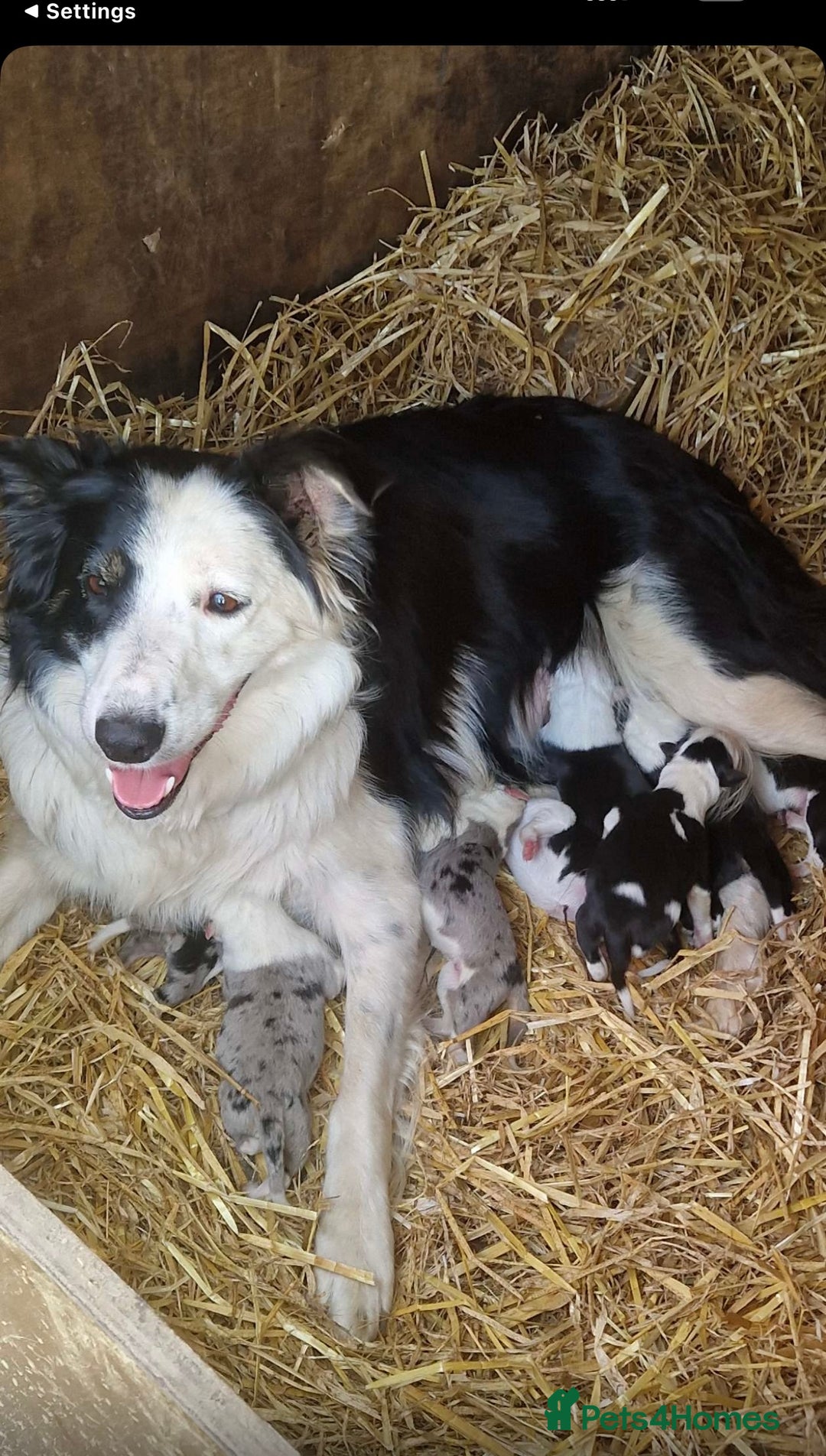Border Collie dogs for sale: Blue Merle/ black and white border collie puppies - Image 1