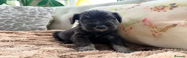 Miniature Schnauzer Puppy 5