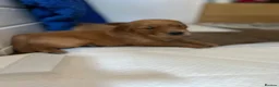 Golden Retriever dogs for sale: Beautiful dark red golden retriever puppies  - Advert 3