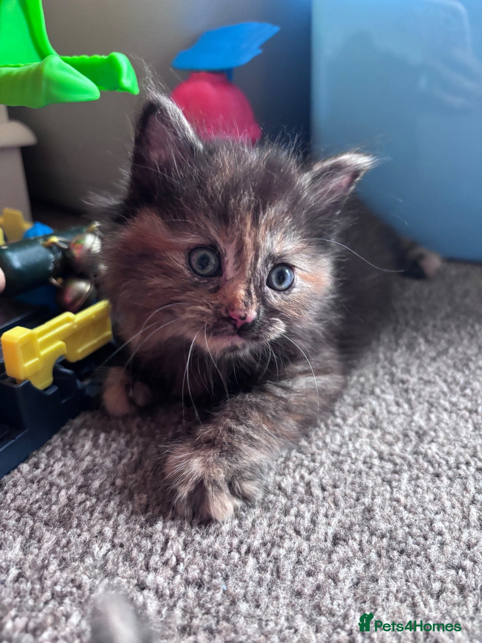 Mixed Breed cats Beautiful fluffy kittens - Advert 2