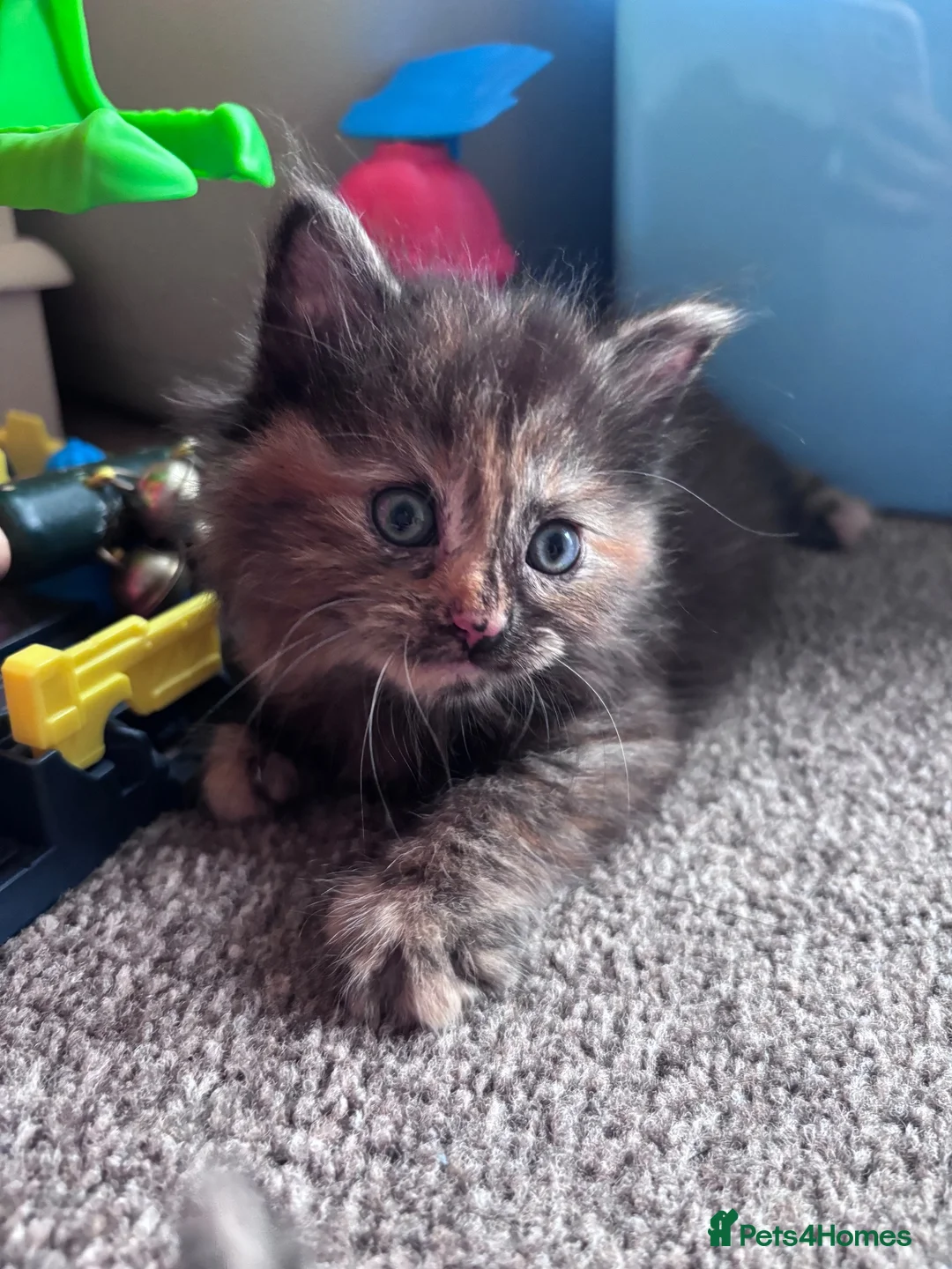 Mixed Breed cats for sale: Beautiful fluffy kittens - Advert 1