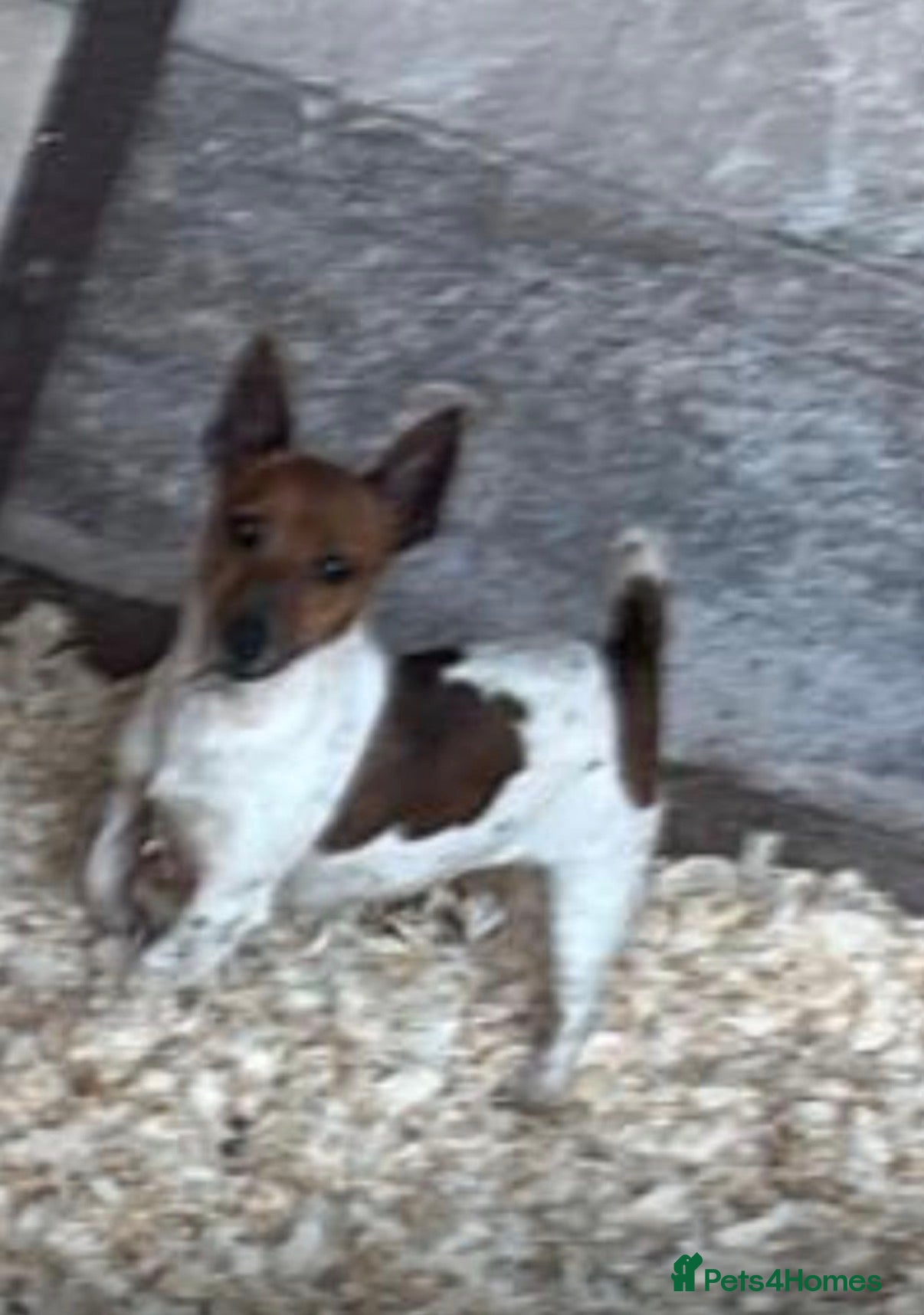 Jack Chi dogs Hi for sale is my 2 jackchi male puppy’s  - Advert 2