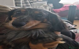 Mixed Breed dogs for sale: Puppies  - Image 3