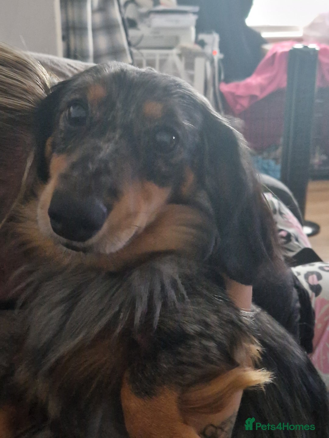 Mixed Breed dogs for sale: Puppies  - Image 3