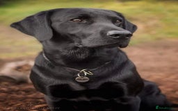 Labrador Retriever dogs for sale: Fabulous KC registered labradors - Image 12