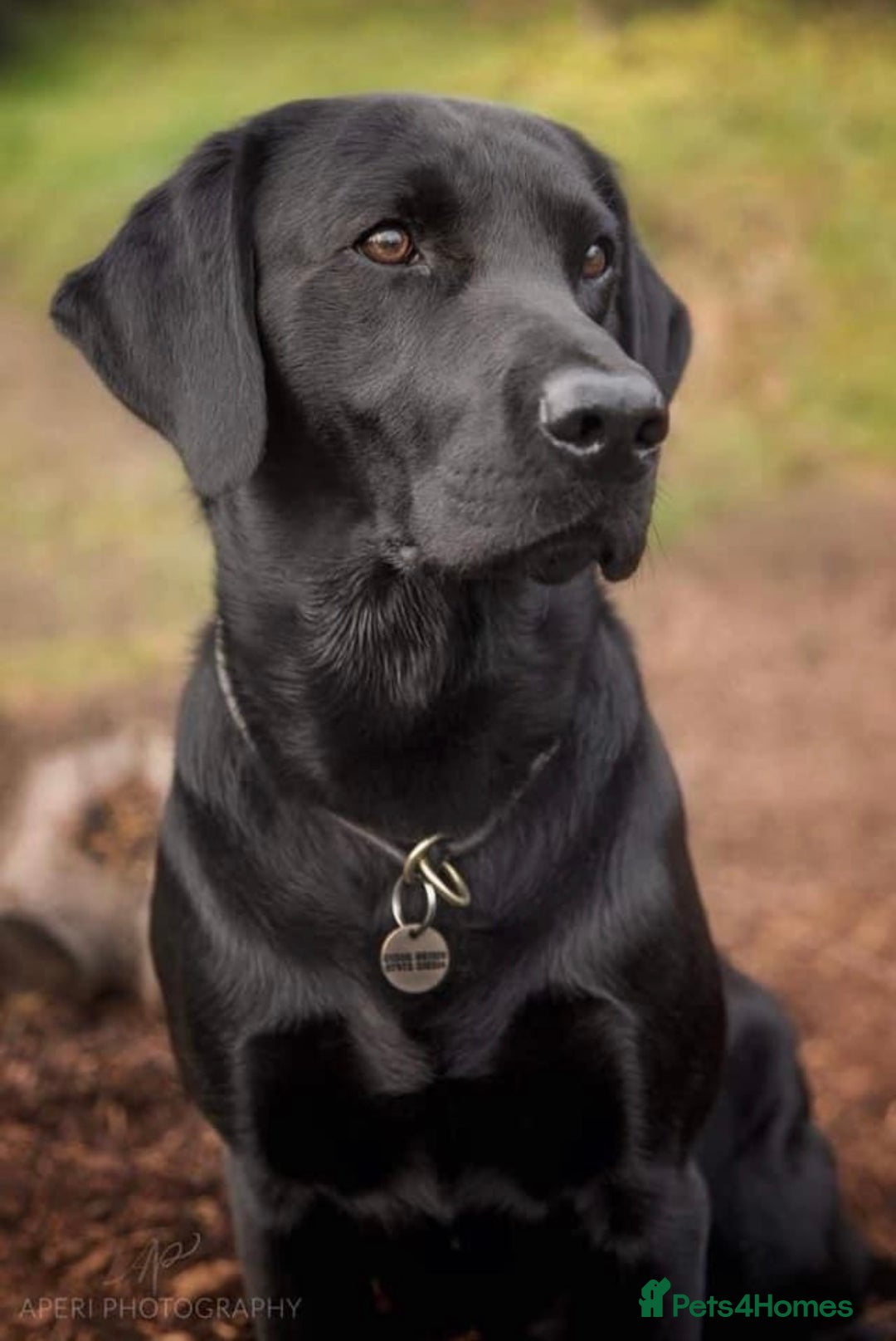 Labrador Retriever dogs for sale: Fabulous KC registered labradors - Image 12