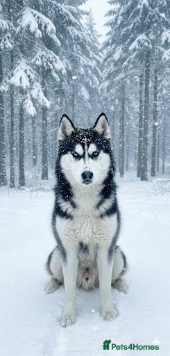 Siberian Husky dogs beautiful Zeus - Advert 12