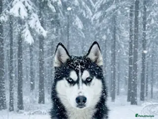 Siberian Husky dogs beautiful Zeus - Advert 12