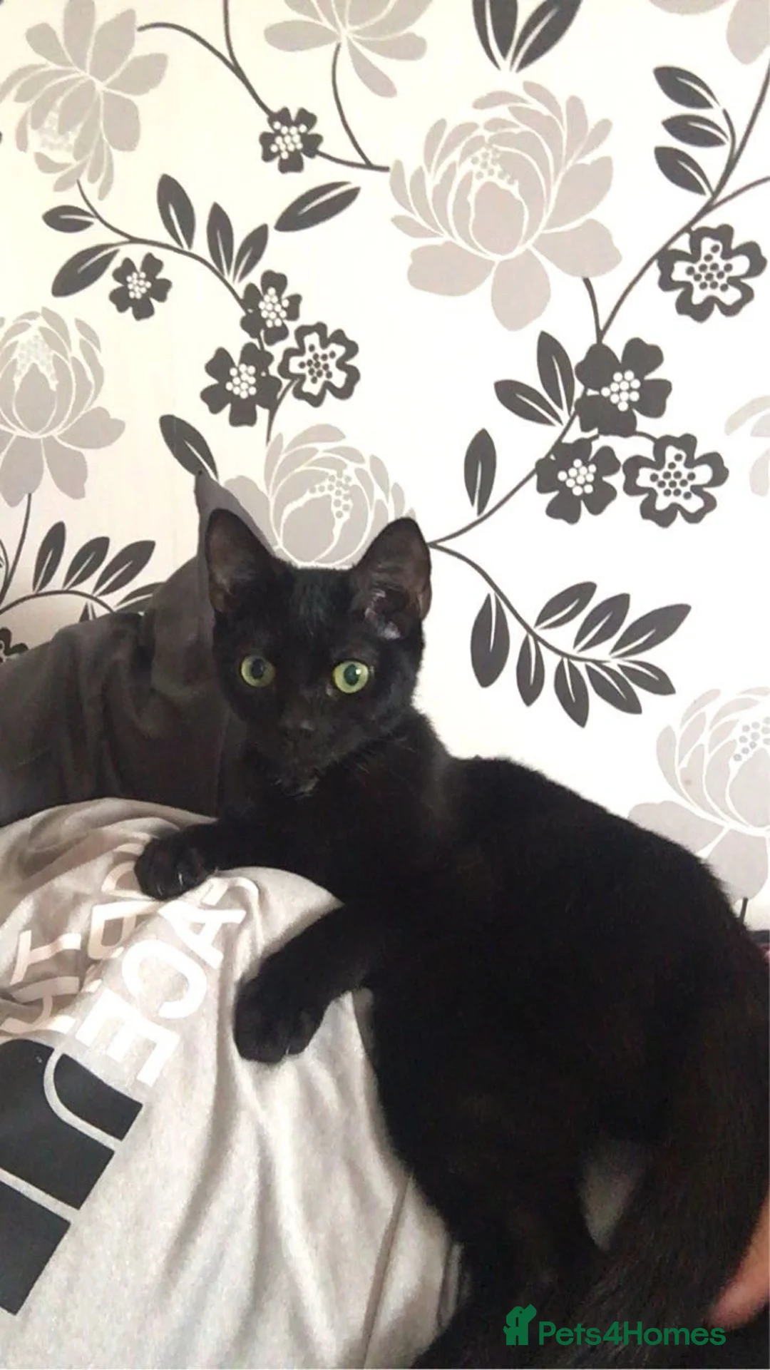 Mixed Breed cats for sale: 5 kittens  in Worcester - Advert 17