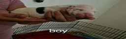 Staffordshire Bull Terrier dogs for sale: Adorable Puppies Staffordshire Bull Terrier - Advert 5