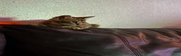 Bengal cats for sale: Bengal kitten - Advert 6