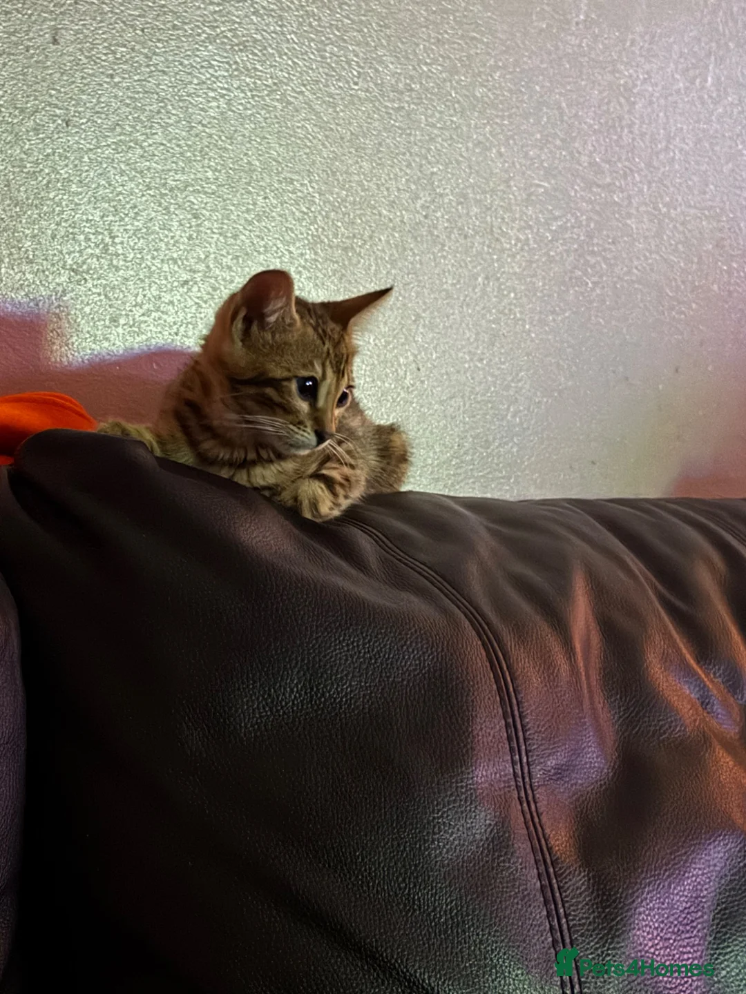 Bengal cats for sale: Bengal kitten - Advert 6