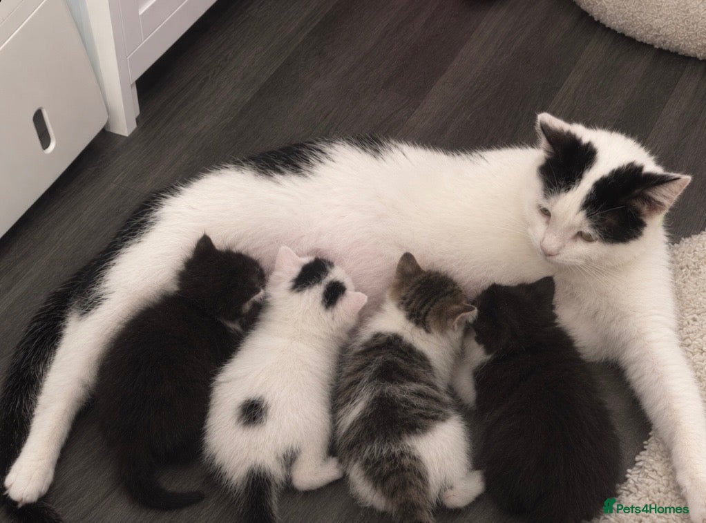 British Longhair cats  Beautiful Persian cross kittens for sale - Advert 18