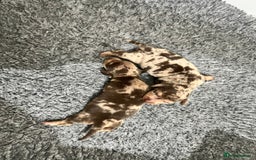 Miniature Dachshund dogs for sale: 🥰 3 cream smooth haired ready 6th November🥰  - Image 26