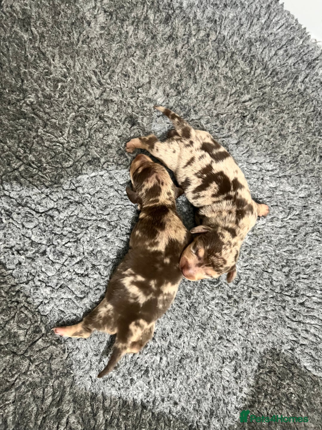 Miniature Dachshund dogs for sale: 🥰 3 cream smooth haired ready 6th November🥰  - Image 26