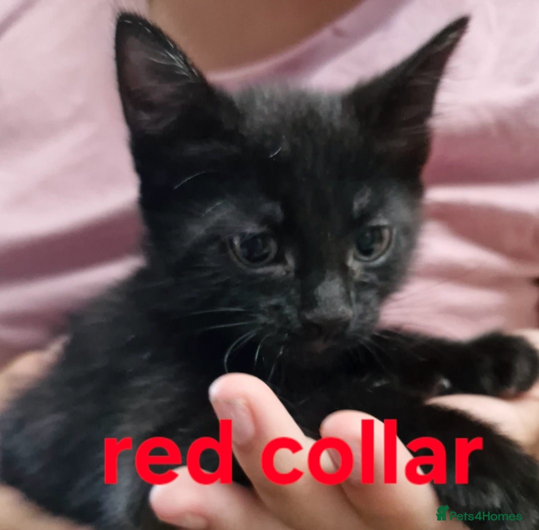 Mixed Breed cats for sale: Kittens  - Image 7