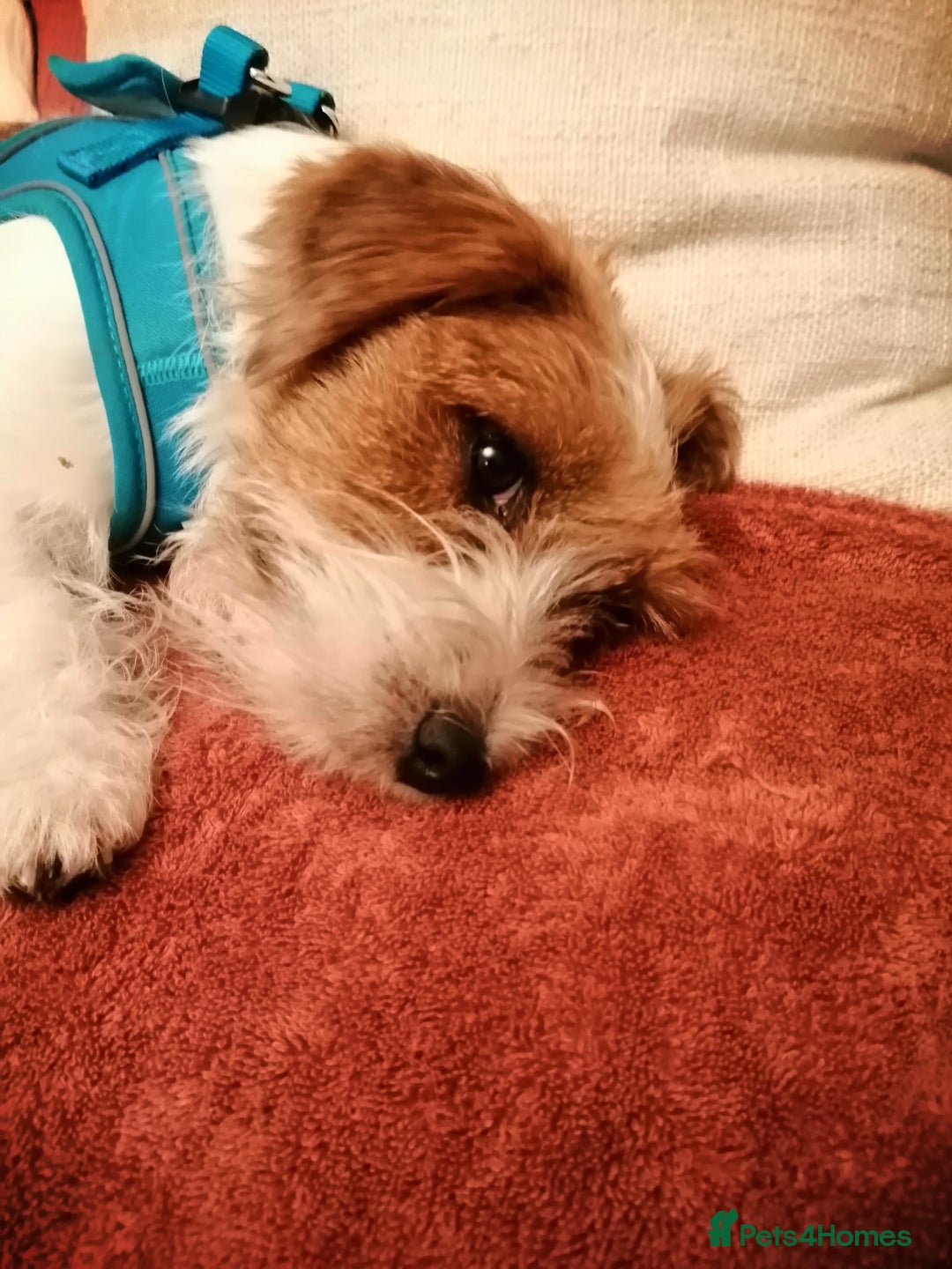 Jack Russell dogs for sale: Wire coat Jack Russell  - Advert 2