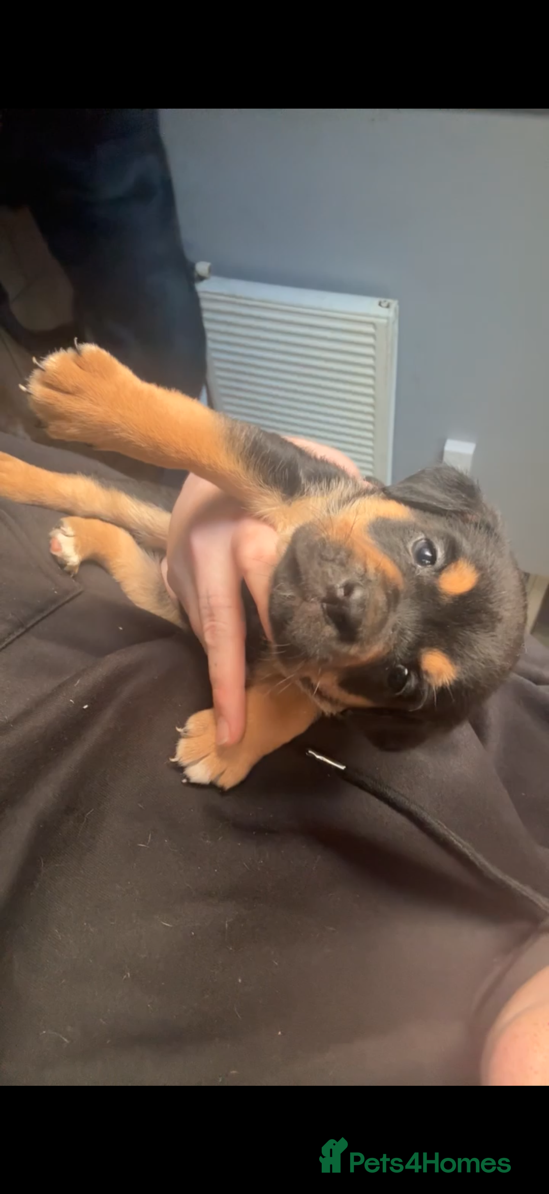 Mixed Breed dogs for sale: Mixed Breed puppies  - Advert 20