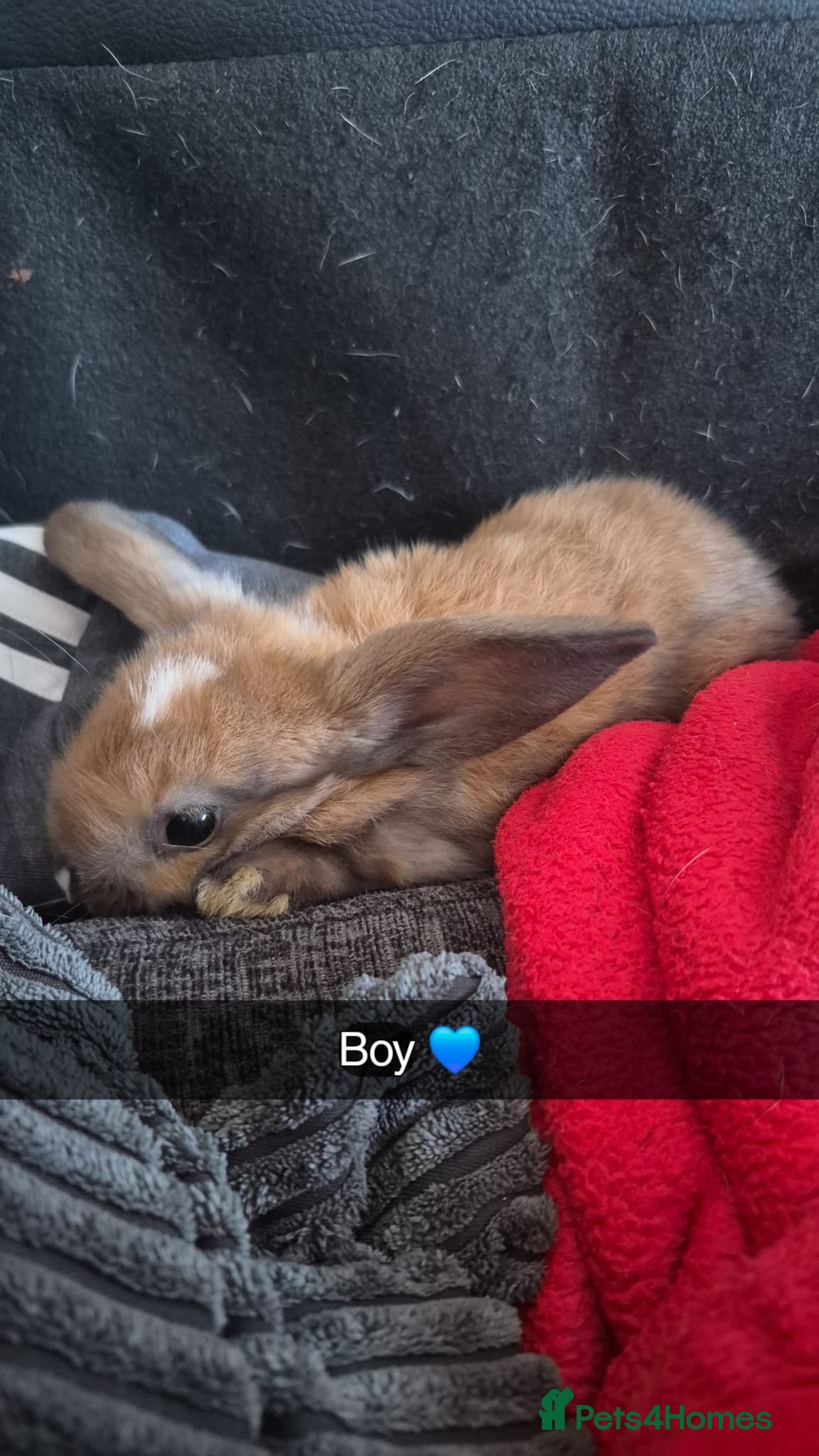 English Lop rabbits BABY RABBITS  - Advert 1
