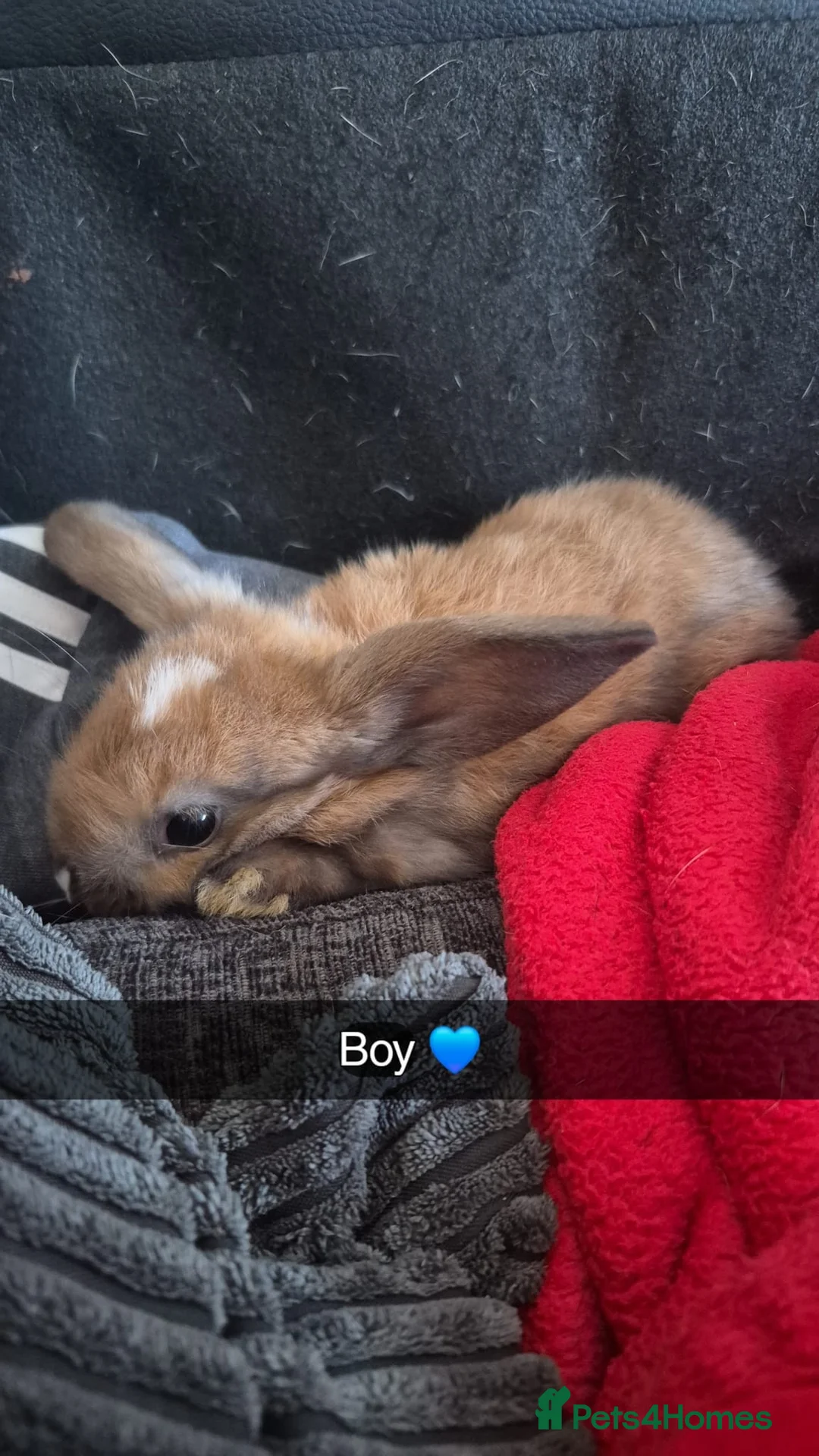 English Lop rabbits for sale: BABY RABBITS  - Advert 1