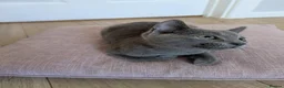 Russian Blue cats for sale: Affectionate Pedigree Kittens Ready Now - Advert 13
